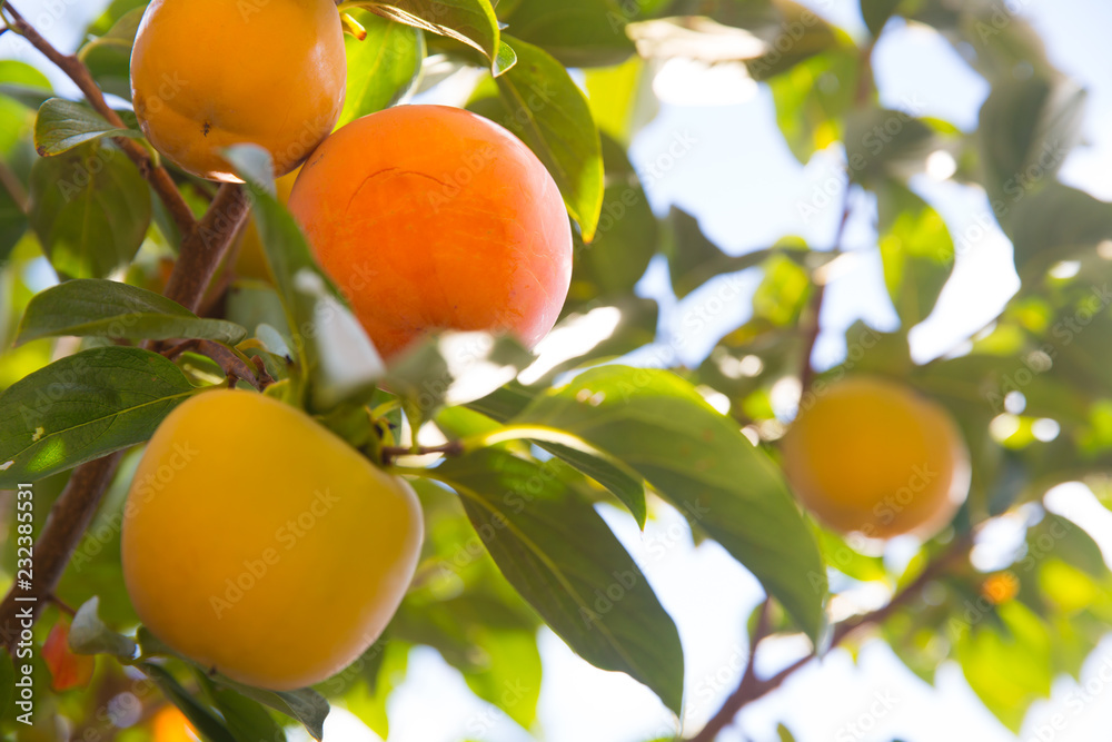 Ripe Japanese persimmon kaki fruits on a tree. Autumn seasonal organic fruit concept Ripe Japanese persimmon kaki fruits on a tree. Autumn seasonal organic fruit concept