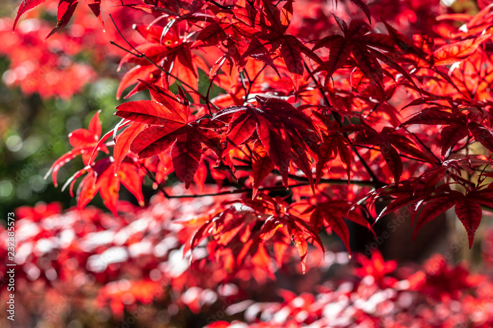 Red Japaneese Maple tree close up showing the detail in the leaves on a cool fall day.