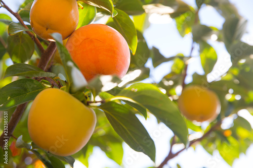 Canvas Print Ripe Japanese persimmon kaki fruits on a tree