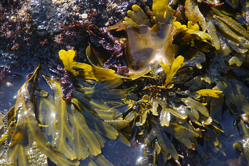 Green seaweed algae in tide pool at Cobble Beach