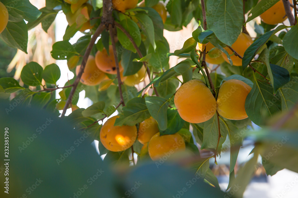Ripe Japanese persimmon kaki fruits on a tree. Autumn seasonal organic fruit concept