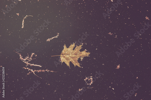 Fotografie Leaves in Dirty Pool