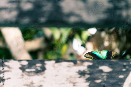 Bali Butterfly Detail photo