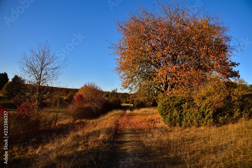 landschaft, natur, wacholderheide, heidelandschaft, herbst, laub, farbe, bunt, wald, hügelig, sonnig, himmel, blau strauch, schwäbische alb, deutschland, europa, gras, wiese, fall, pfad, weg, ast,urla