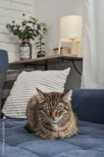 Cute cat lying on a sofa © tashka2000