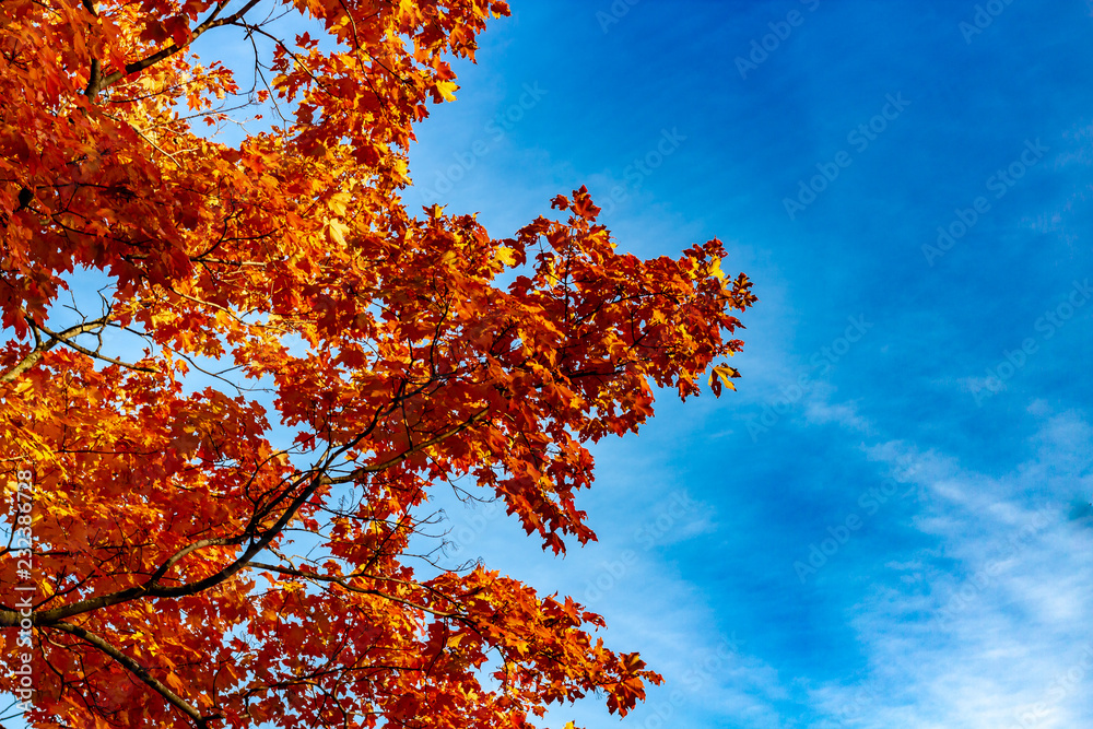 Looking up at a tree filled with bright orange leaves in Autumn season, Toronto Ontario, Canada