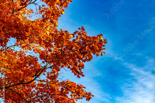 Looking up at a tree filled with bright orange leaves in Autumn season  Toronto Ontario  Canada