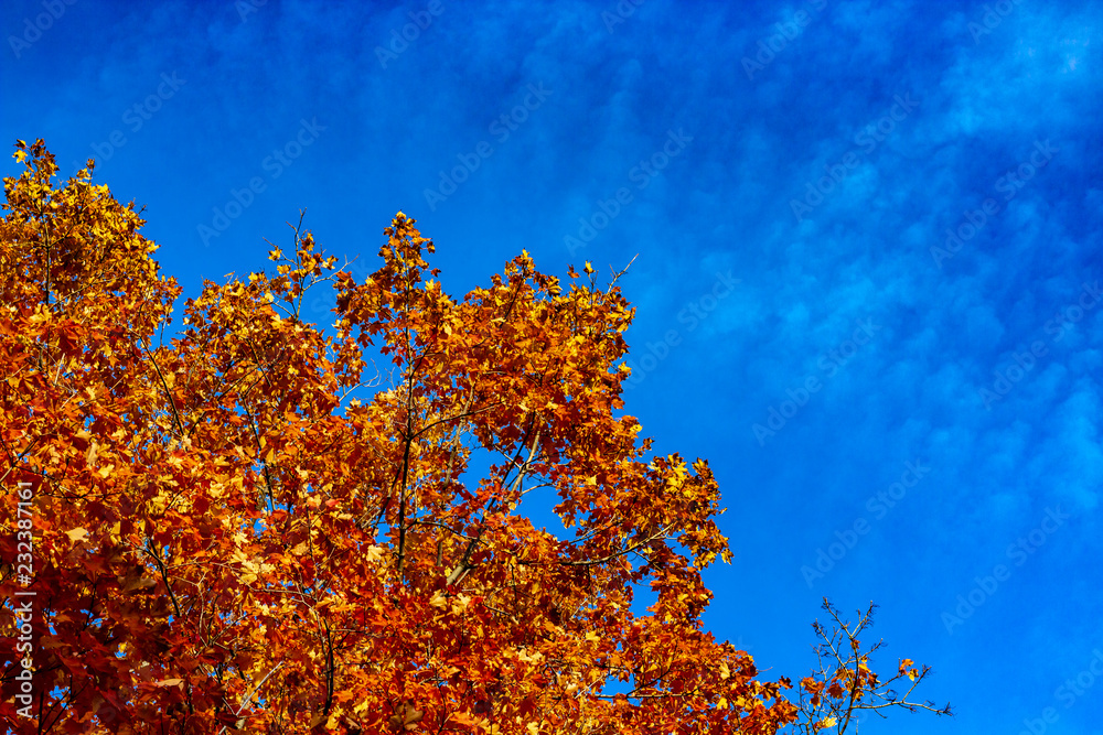 Looking up at a tree filled with bright orange leaves in Autumn season, Toronto Ontario, Canada