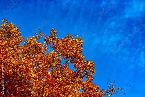 Obraz na płótnie Looking up at a tree filled with bright orange leaves in Autumn season, Toronto Ontario, Canada w salonie