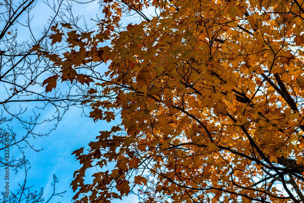 Looking up at a tree filled with bright yellow leaves in Autumn season, Toronto Ontario, Canada