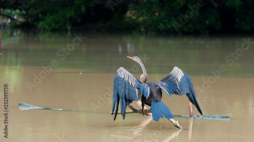 Snakebird (darter) seconds before take-off photo