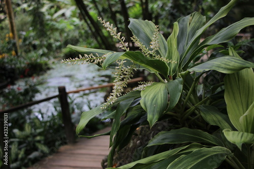 Garden of The Sleeping Giant Fiji Island