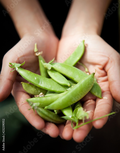 Hands holding snow peas.