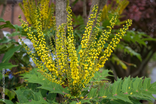 Mahonia x media Charity  flowering in autumn in East Grinstead photo