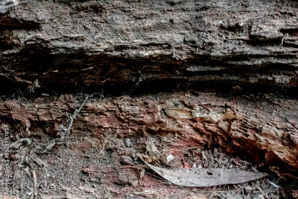 Close up of aged firewood.
