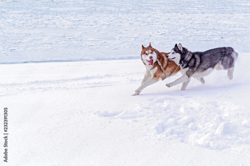 Fototapeta premium Couple of dogs Siberian husky with crazy funny faces run on the snow-covered shore of the river. Cute Dogs play on snow.