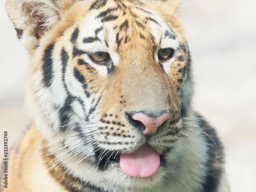 Obraz premium Head shot portrait of adult Southern China tiger, close up view.