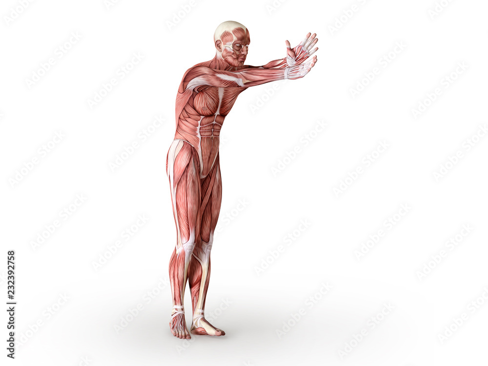 Muscles anatomy figure, isolated. Healthcare concept. 3D illustration Muscles anatomy figure, isolated. Healthcare concept. 3D illustration