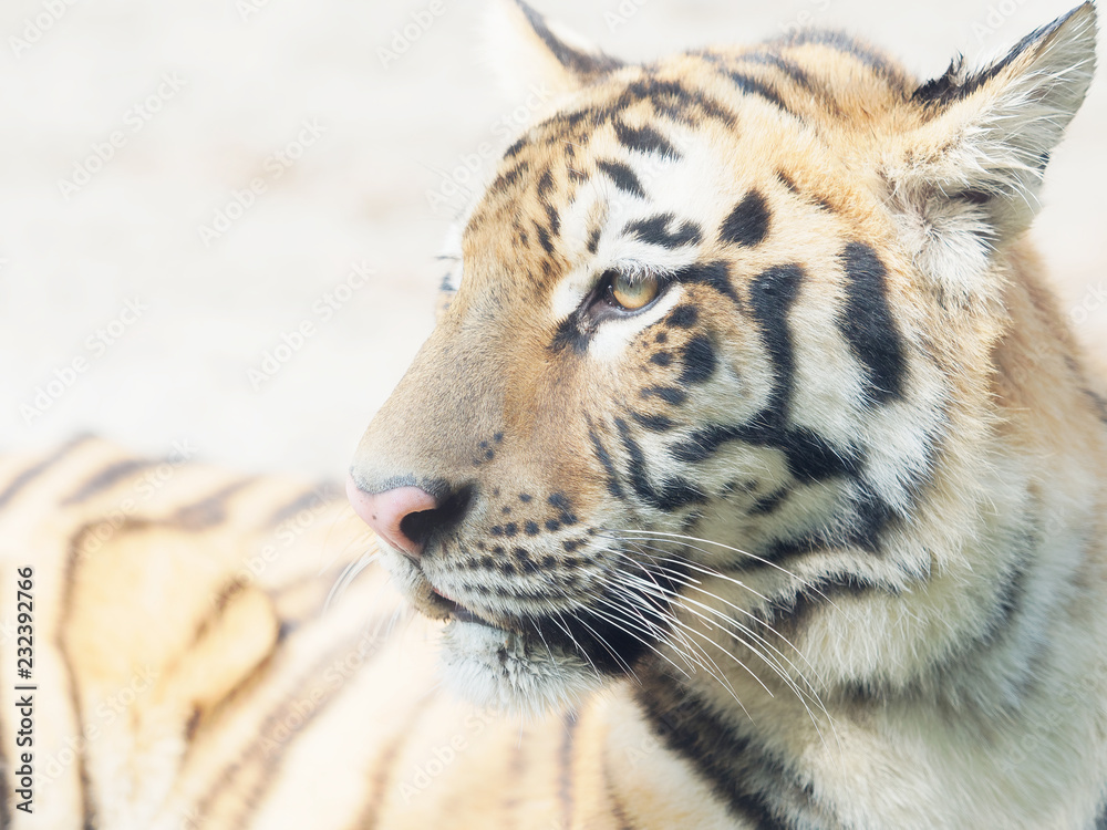 Obraz premium Head shot portrait of adult Southern China tiger, close up view.