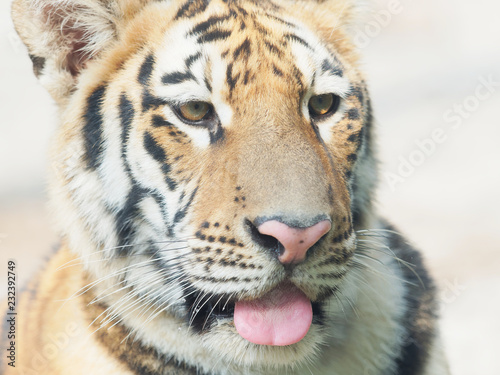 Head shot portrait of adult Southern China tiger  close up view.