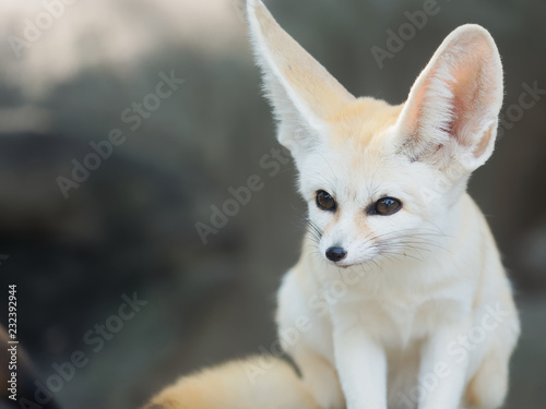 fennec fox, Desert fox, or Vulpes Zerda, alert beautiful small animal. 
