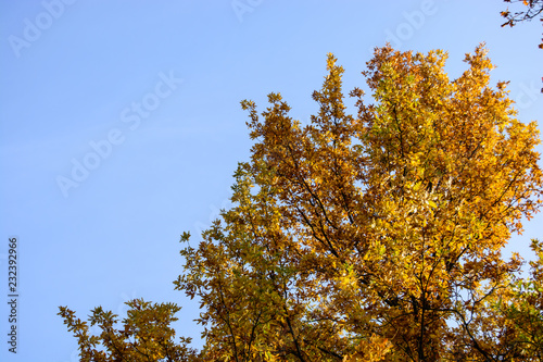 herbstliche Bäume an einem sonnigen Herbsttag mit blauem Himmel