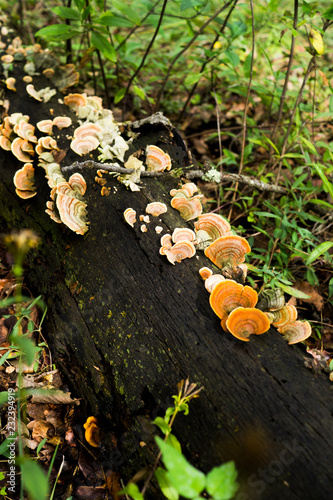 HONGOS