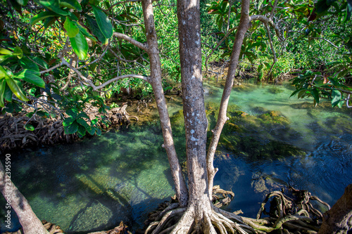 Krabi -Tha Pom Klong Song Nam, is an ecological study area to learn about the integrity of nature both in terms of groundwater and vegetation.It can grow both in water and on the soil,clear greenwater © bangprik