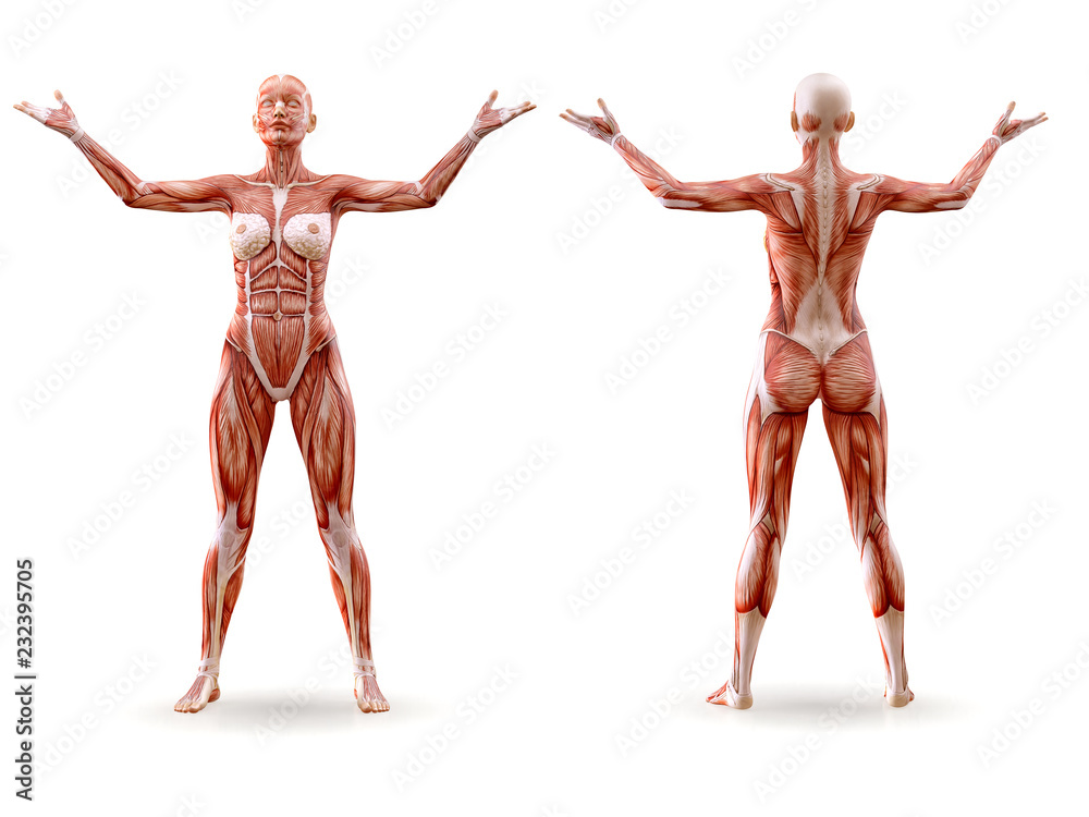 Muscles anatomy female figure workout training, isolated. Healthcare, aerobics, gymnastics, yoga, fitness, dancing, diet, active lifestyle and sport concept. 3D illustration Muscles anatomy female figure workout training, isolated. Healthcare, aerobics, gymnastics, yoga, fitness, dancing, diet, active lifestyle and sport concept. 3D illustration
