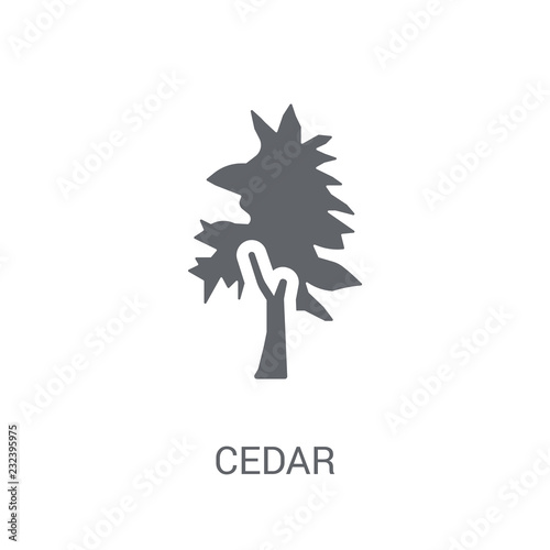 Cedar icon. Trendy Cedar logo concept on white background from Nature collection