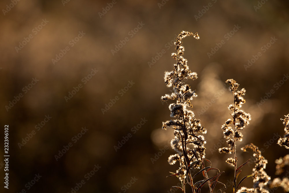 Fall field Fall field