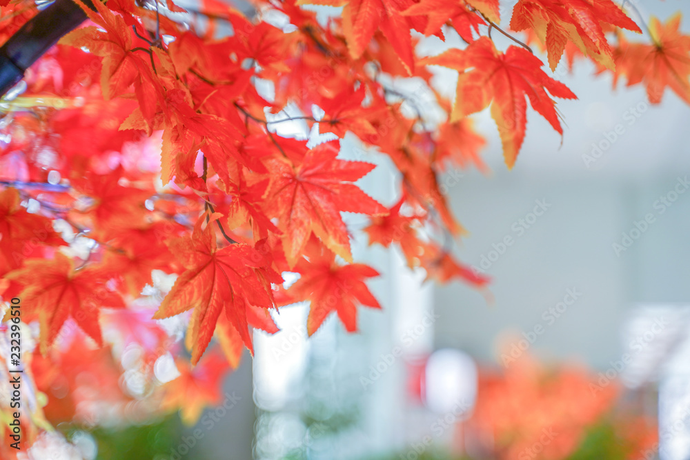 Beautiful red and orange autumn leaves for nature background. Beautiful red and orange autumn leaves for nature background.