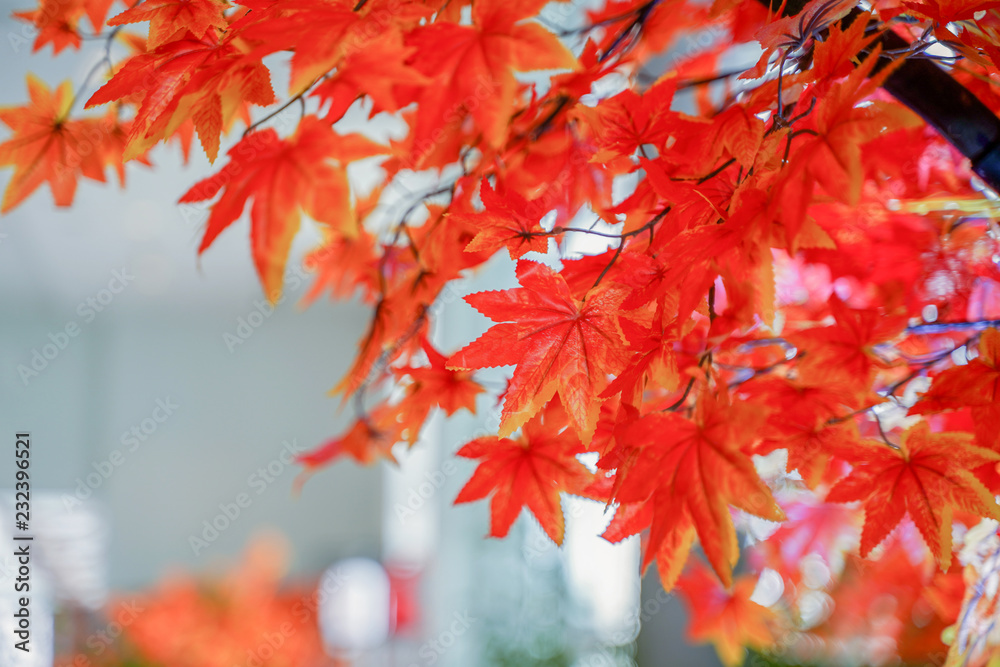 Beautiful red and orange autumn leaves for nature background. Beautiful red and orange autumn leaves for nature background.
