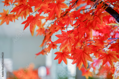 Beautiful red and orange autumn leaves for nature background.