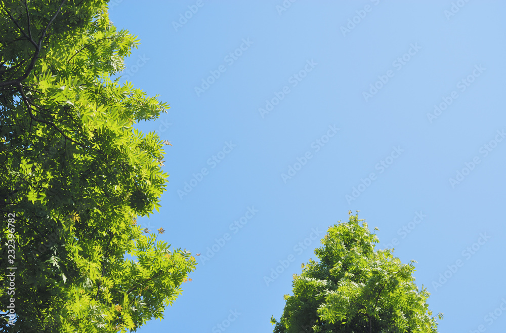 木　葉　空　素材