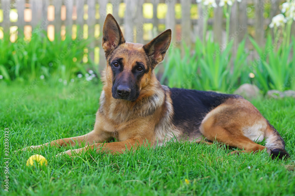 Obedient short-haired German Shepherd dog lying down on green grass in the in summer Stock Photo | Stock
