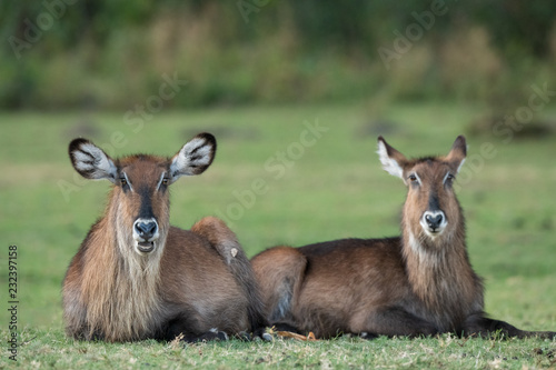 common waterbuck portrait photo