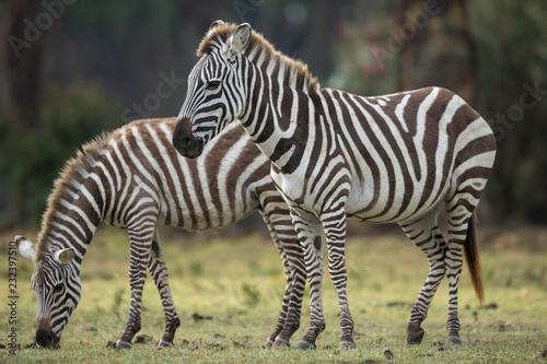 the zebra portrait 