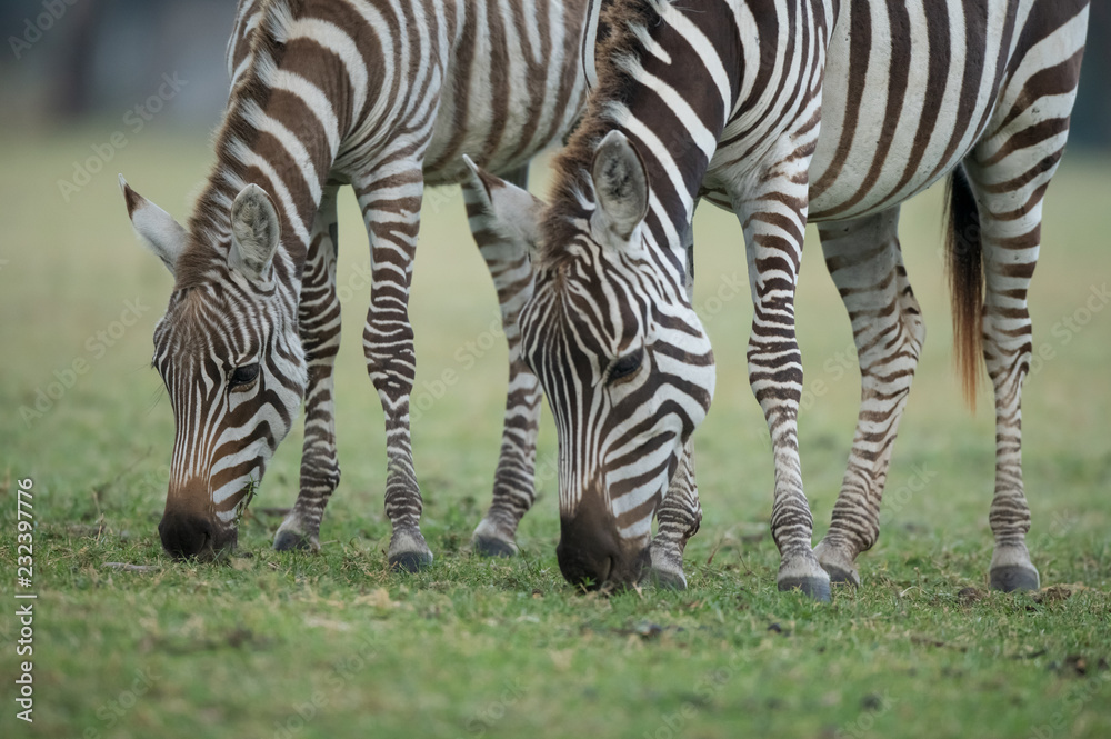 Fototapeta premium the zebra portrait 
