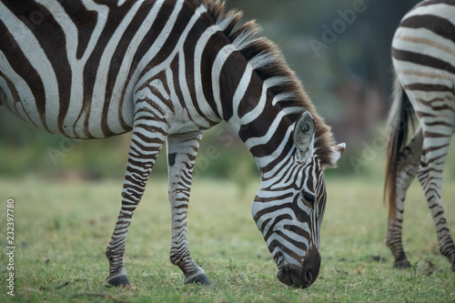 the zebra portrait 