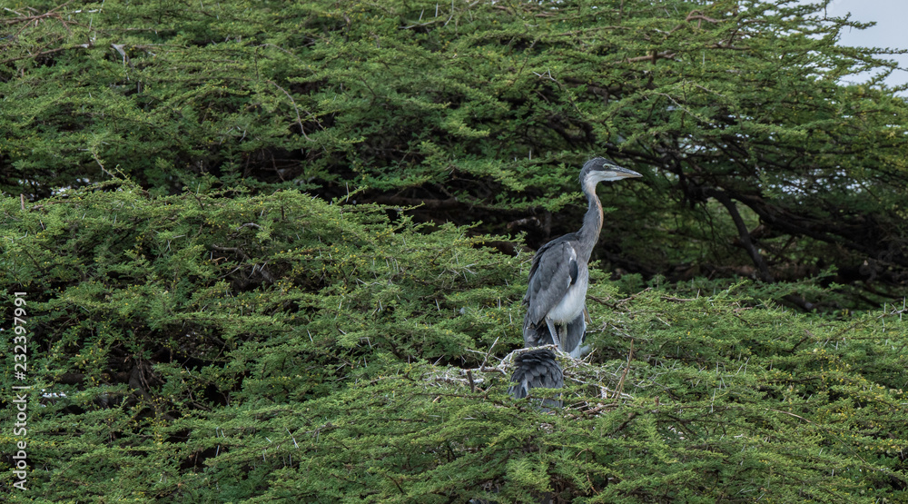 Obraz premium Marabou on the tree