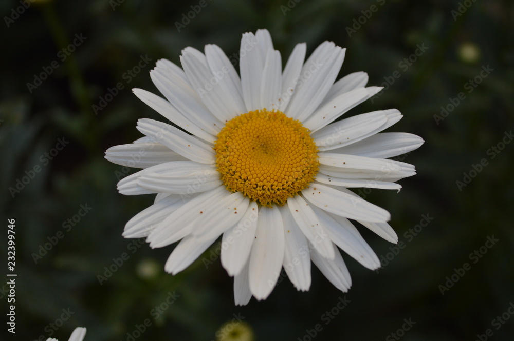 Fototapeta premium daisy on a green background
