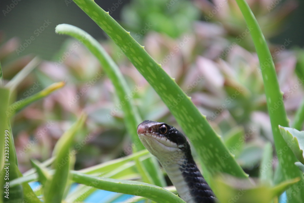 Black racer snake peeking out from potted aloe succulent plant on sunny patio. Black racer snake peeking out from potted aloe succulent plant on sunny patio.