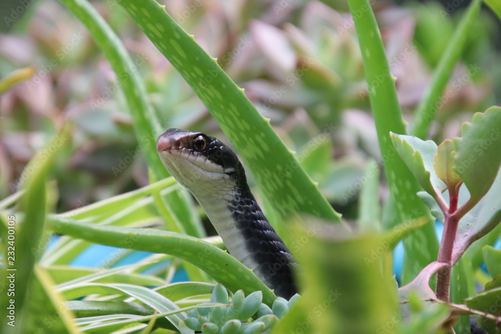 Black racer snake peeking out from potted aloe succulent plant on sunny patio.