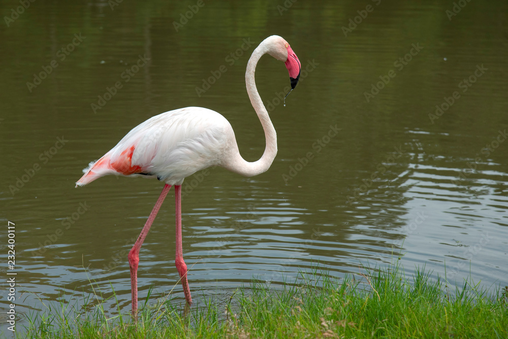 Flamingo  walking in nature.
