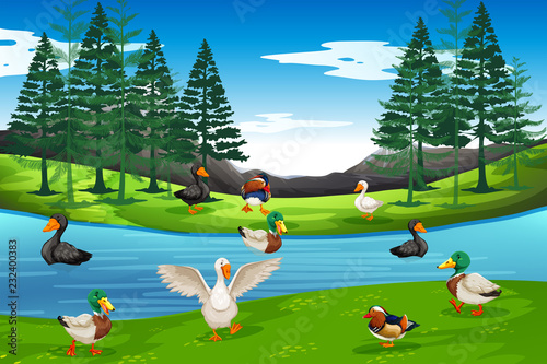 Foto Many duck at the pond