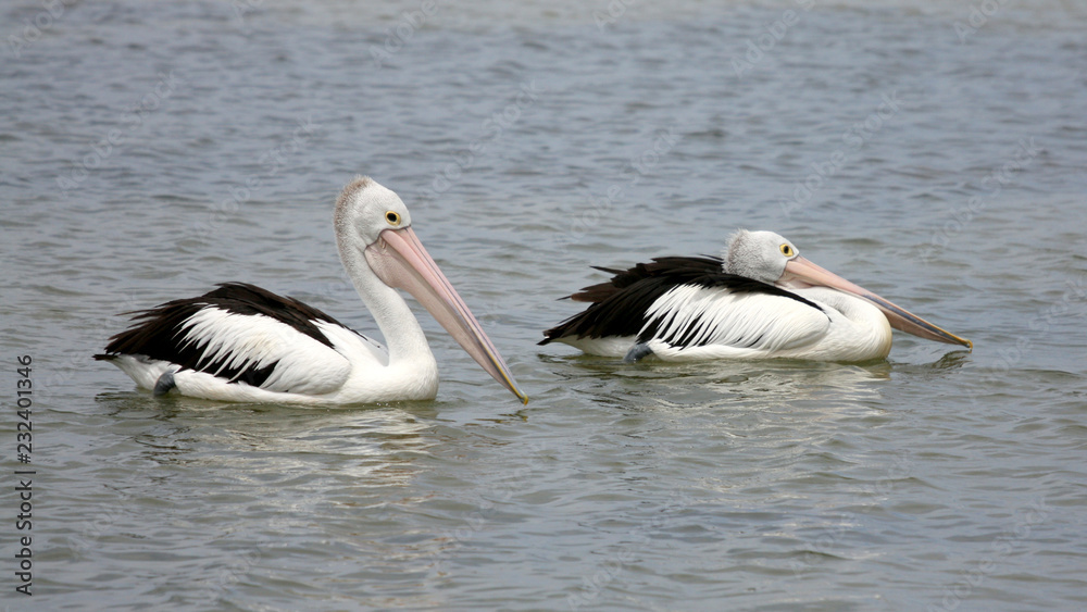 Pelicans