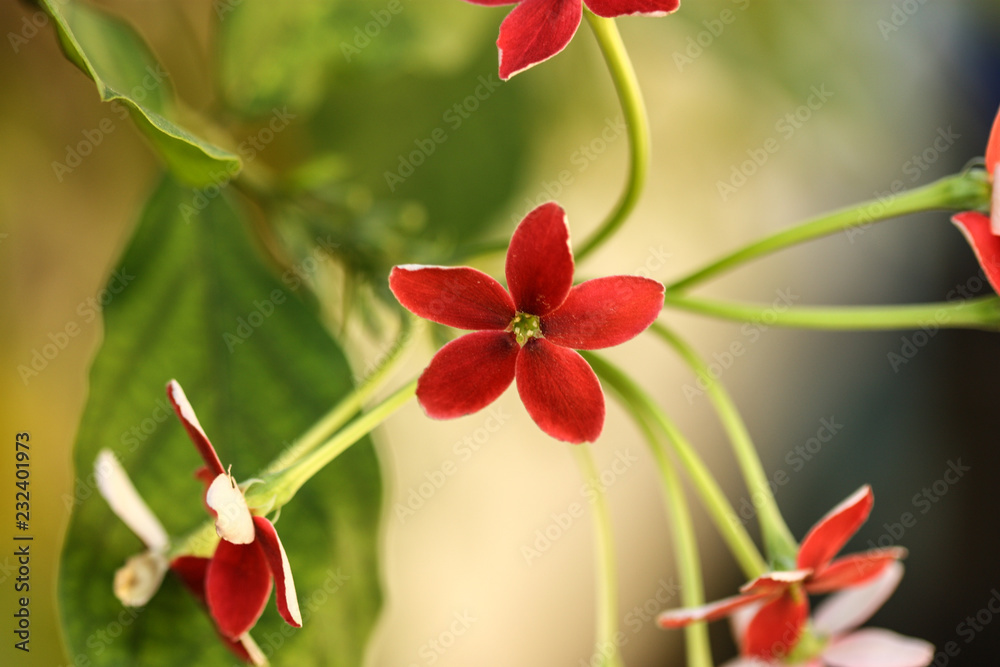 Fototapeta premium flower in the morning