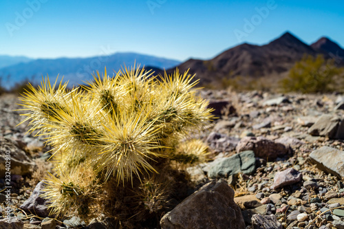 Young Teddy Bear Cholla Cactus in Death Valley National Park
