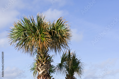 Palm Tree Tops © Tom Ramsey
